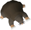 No-pet-debt.png