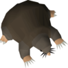 No-pet-debt.png